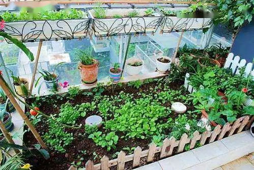 红太阳水草养护，打造水上花园