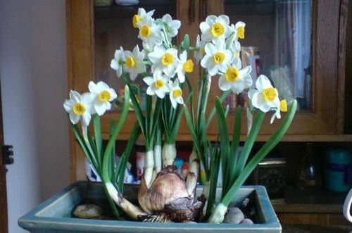 水仙花，又称花中仙子