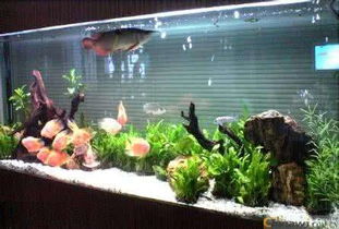 鱼缸神砖和藻缸结合使用，能同时去除杂质和抑制藻类生长吗？