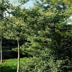 刺槐树：大自然的绿色守护者