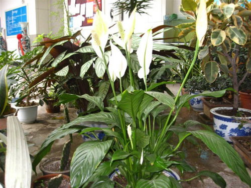 白掌的生长习性