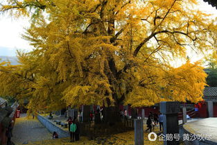 银杏树叶扇形似扇子，你确定这不是银杏树