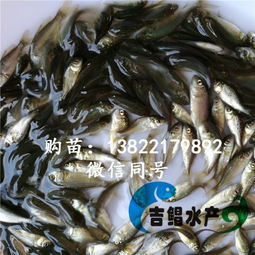 黄肉鲤鱼：淡水养殖优良品种