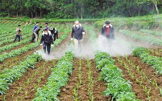 烯酰吗啉，农民伯伯的救星