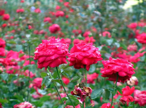 种玫瑰花的小窍门