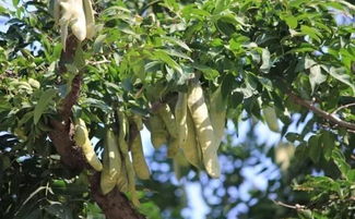 夏天种皂角苗总是死掉怎么办？