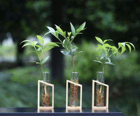 第一部分：高效节水灌溉技术定义与分类