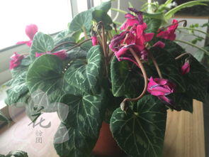 仙客来花粉如何去除？保留花型