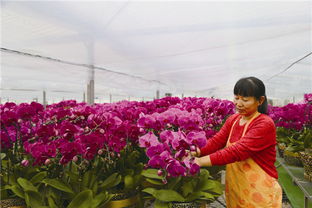 不同花卉的习性不同