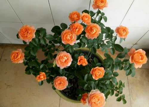 南方月季的忒别养护方法