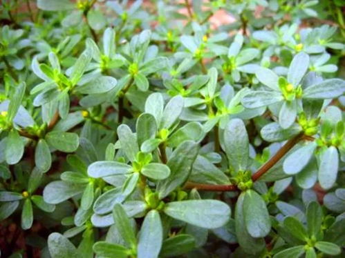 打造彩色马齿苋花毯的关键