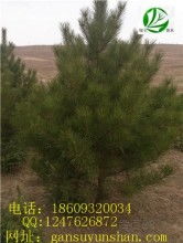 园林苗木种植，病虫害防治这样Zuo！