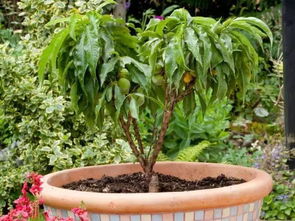 果树开花，肥料怎么选？