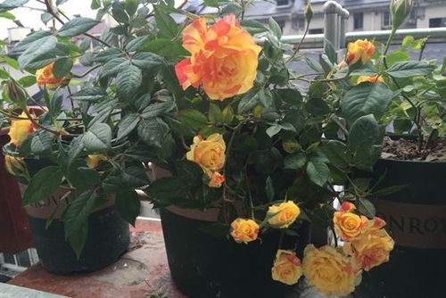 月季界的永恒之星：永远系列月季品种大盘点