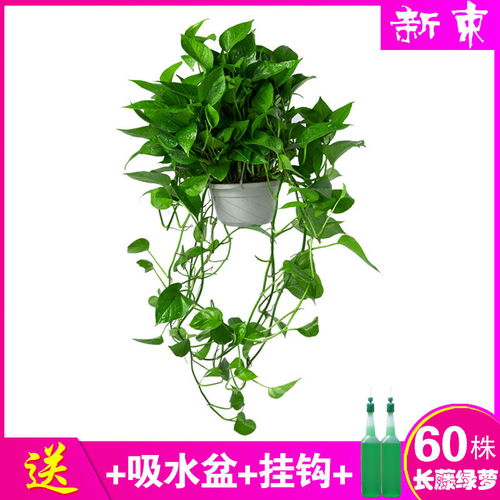 浇棕柱的技巧：水分的细腻管理