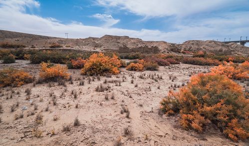 生物修复， 让盐碱地焕发生机