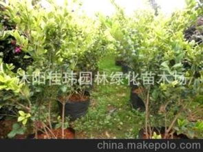 色块苗木的种类与特点揭秘