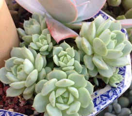 植物发芽小秘密