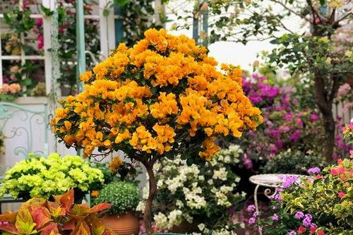 文冠果：东北的美丽使者