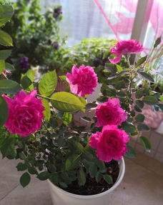 月季花在寒冷冬季的生存挑战