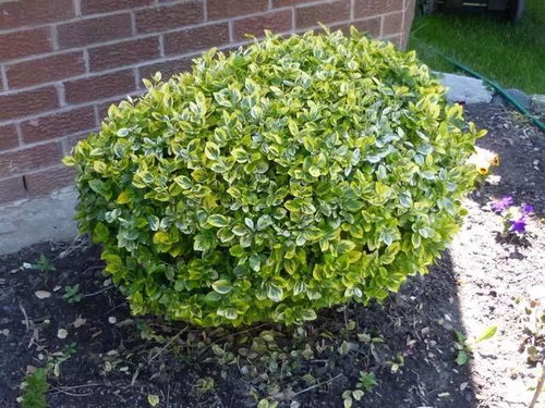 河北绿化年年补种烧钱？揭秘四种抗冻植物降本72%的秘诀！