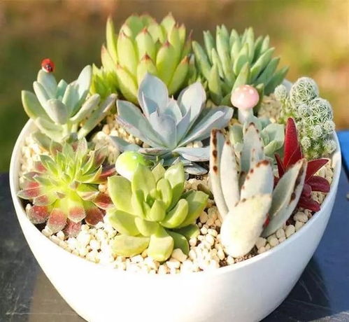 新手养植多肉，掌握关键养护技巧