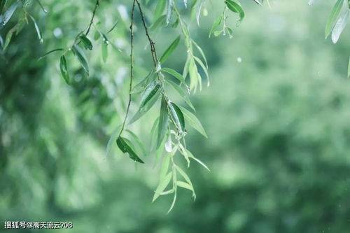 花卉春雨如何科学养护？