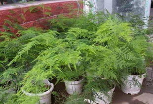 文竹，寓意生命与希望