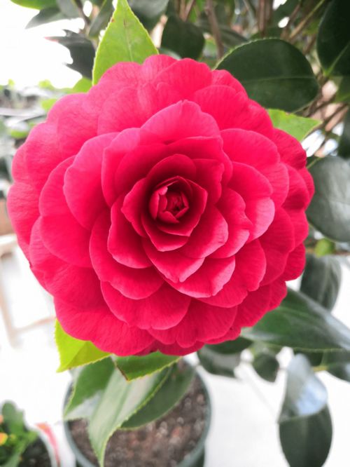 四、茶花：贵气的冬日精灵