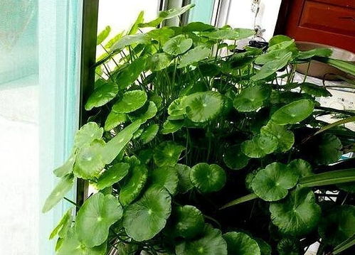 铜钱草摆放风水宝地，哪个角落能助你财运亨通