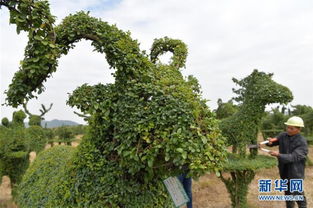 观叶植物与绿篱的修剪：保持丰满的形态