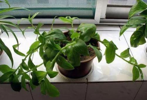 火炬花浇水方法正确吗？如何养护火炬花才能使其茁壮成长