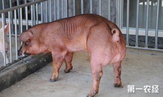 中草药助公猪合理配种，提升养殖效益