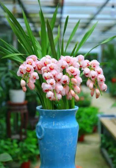 别再被智商税了！过期黄豆泡水就是氮肥， 鸡蛋壳碾碎是钙肥，鱼内脏埋土里当磷肥...