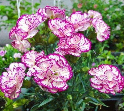 康乃馨怎么不开花？土壤养分不足吗