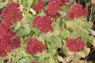 种植季节和注意事项