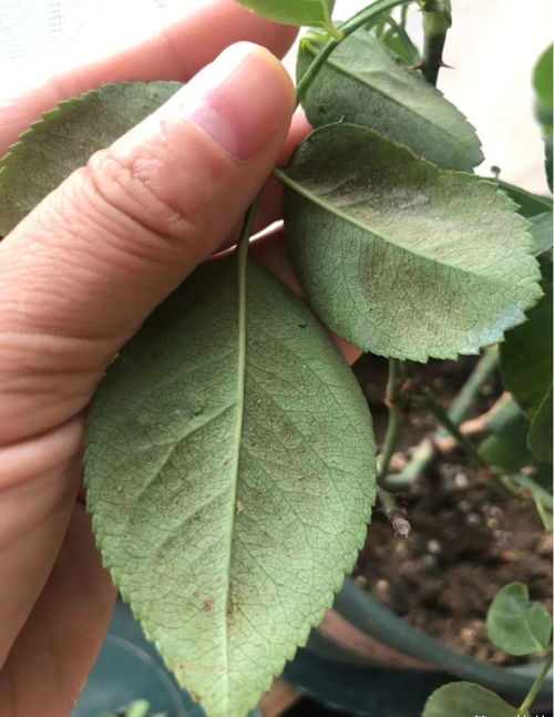 综合评价：看你的需求