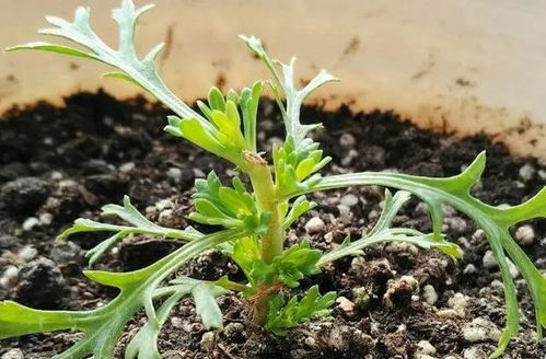 烈香茶花种植攻略：养出爆红花朵秘诀！