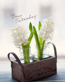 风信子：浓香诱发哮喘， 不适合室内摆放