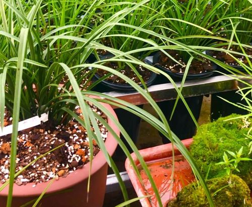 使用市政绿化APP线上备案， 审批周期缩至8小时