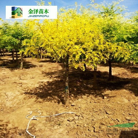 河北苗木市场的魅力