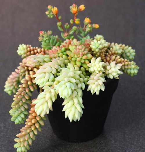 Q：听说多肉在浙江活不了？