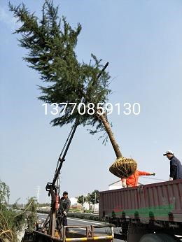雪松栽培株行距控制