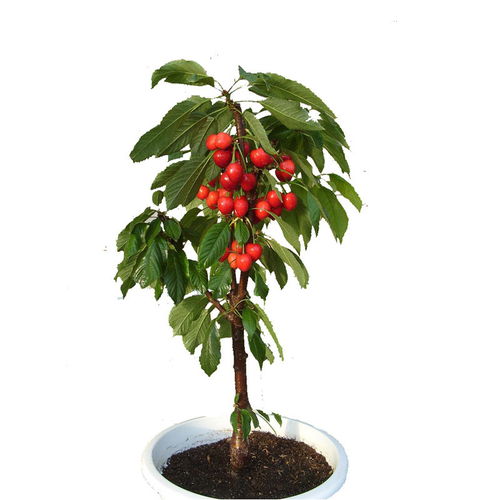 泼盆冷水清醒下：直接埋土里十有八九会烂成泥！