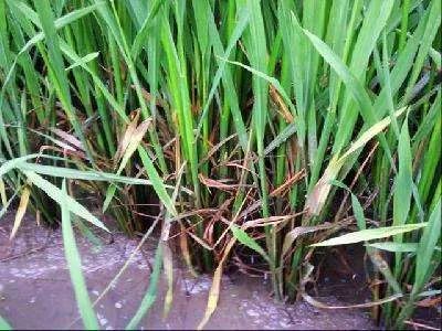 混合使用：效果翻倍， 稻农笑开颜