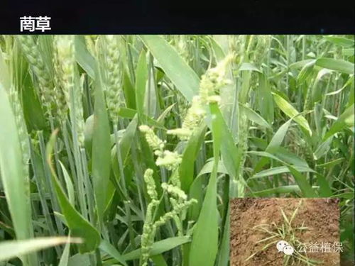 微囊技术：增产的秘密武器