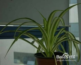 吊兰：传统垂挂植物