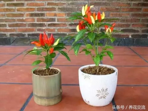 五彩辣椒种植要点有哪些？如何培育出色彩斑斓的辣椒呢
