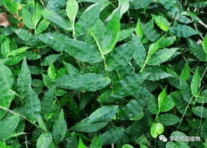 草胡椒叶绿茎粗，辛辣味浓