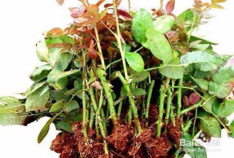 成功种植美丽的玫瑰花，需掌握选址、土壤、施肥等关键步骤